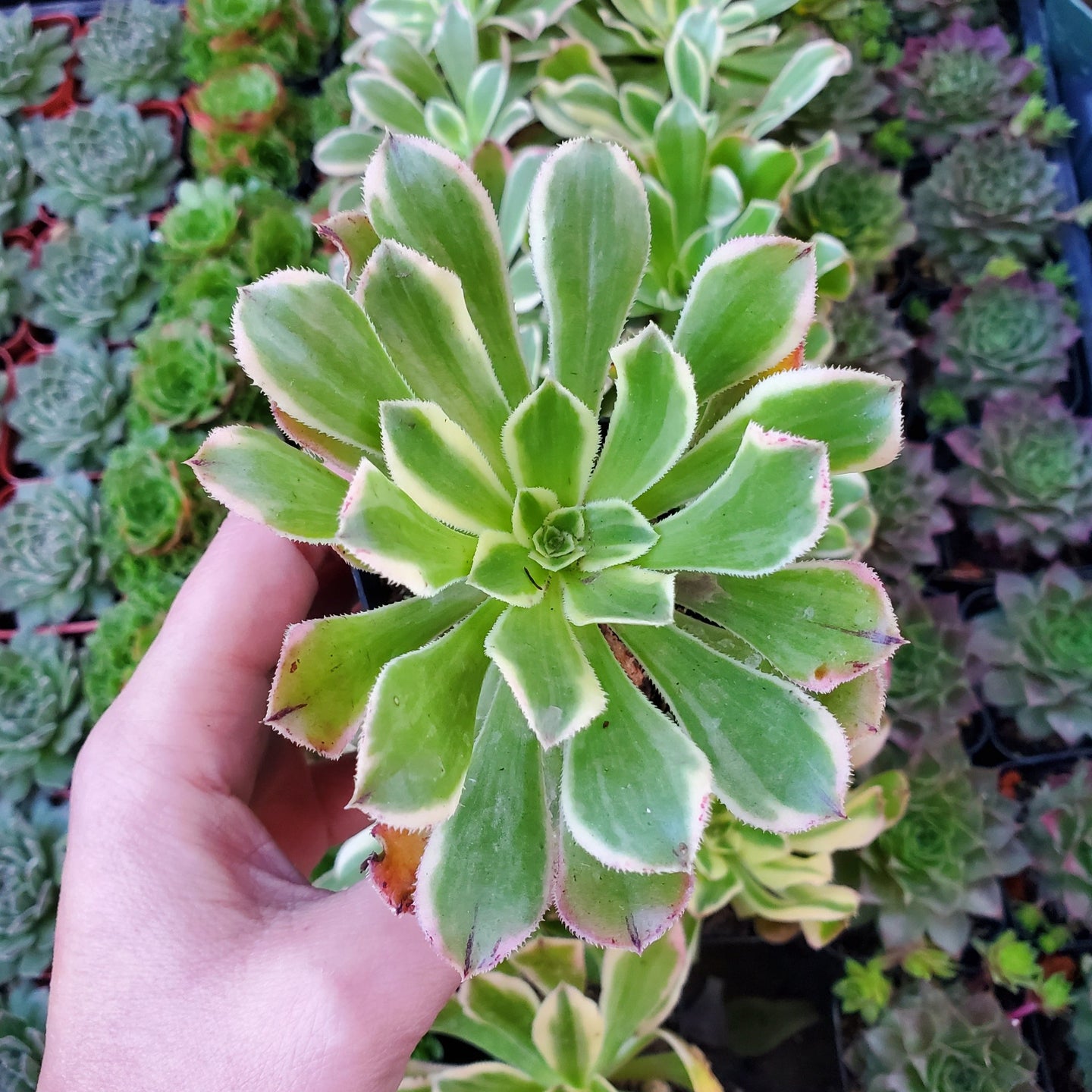 Aeonium 'Starburst'
